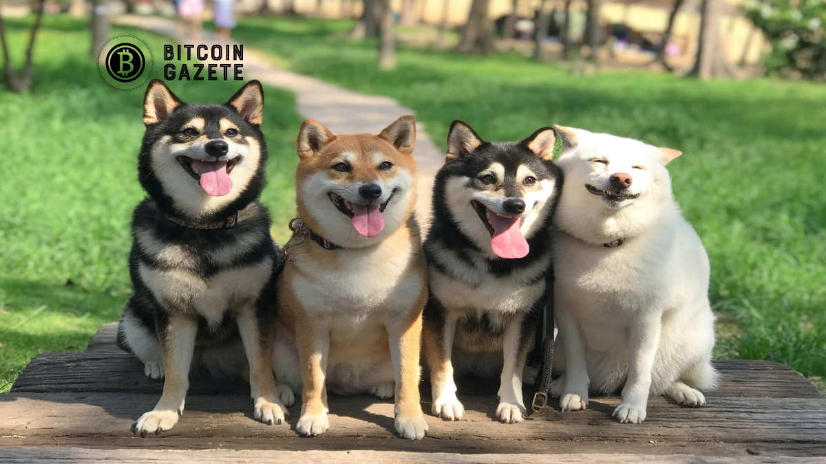 Shiba Inu: Neden en iyi yatırımcılar tetikte?