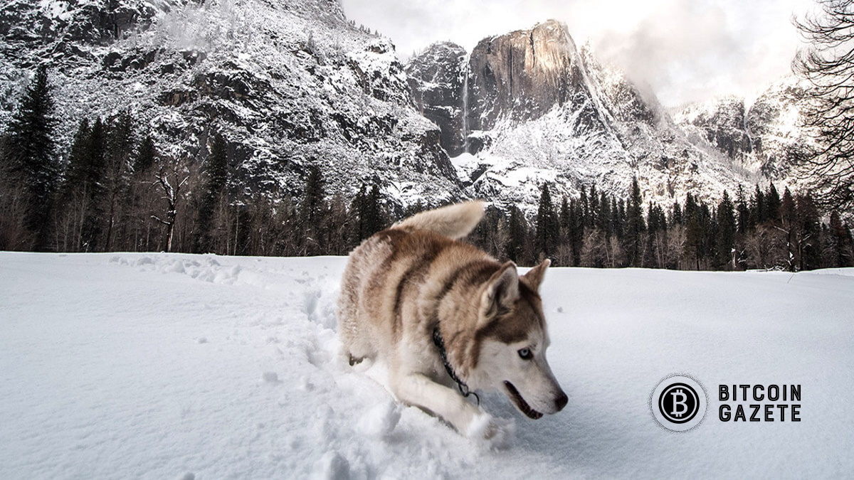 Avalanche SnowdogDAO’daki (SDOG) Ilk Memecoin, 30 Milyon Dolarlık Bir Rugpull’de Yüzde 90’ın Üzerinde Değer Kaybetti