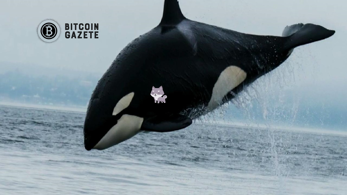 Yeni SHIB Whale 171 Milyar Jeton Satın Aldı