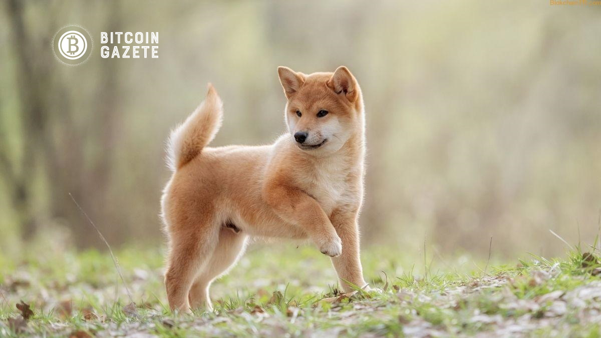 Shiba Inu Fiyatı Neden Önümüzdeki Birkaç Haftada Artabilir?