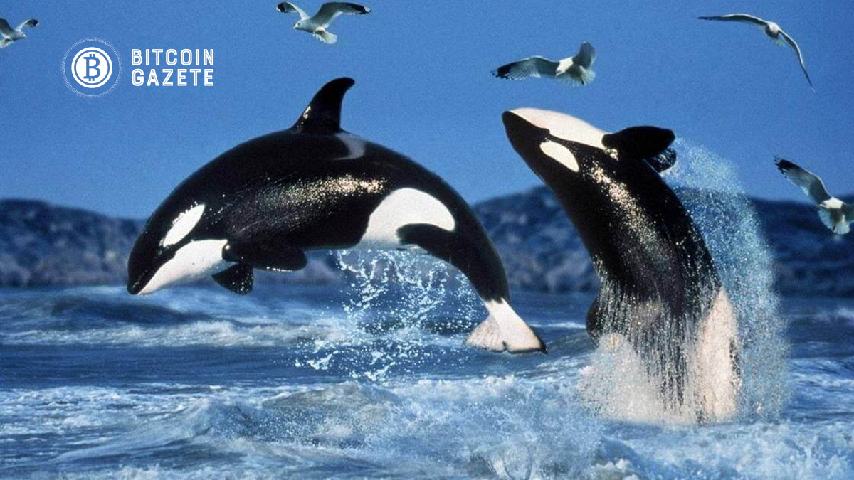 En İyi ETH Balinaları Piyasa Düşüşte Kaldıkça MATIC, LINK ve FTX’i Yakaladı