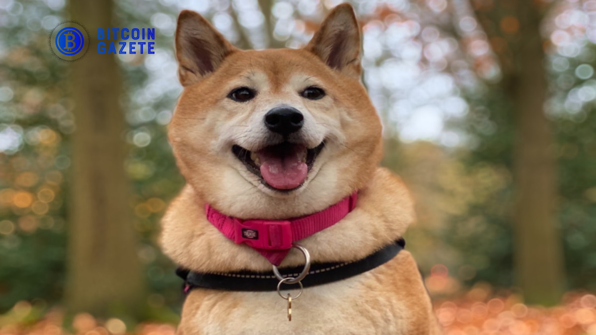 Shiba Inu fiyat analizi: SHIB, 0.00002286 dolardan negatif hareket elde etti