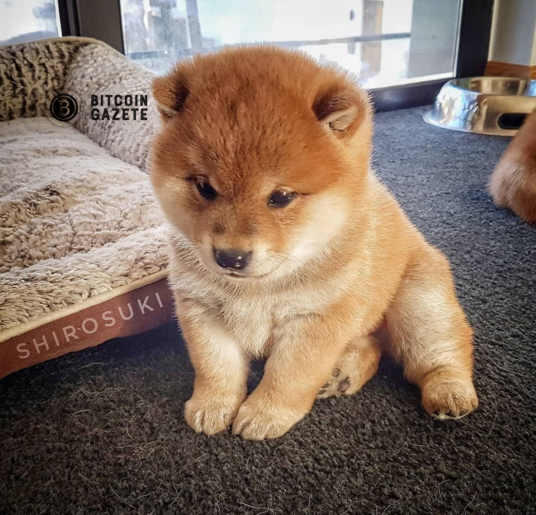 shiba