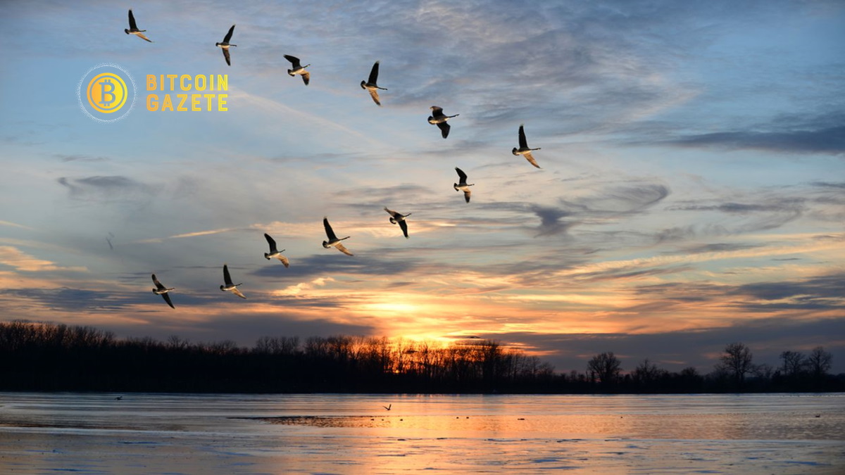 Cardano-Patlamaya-Hazırmı-1200x675