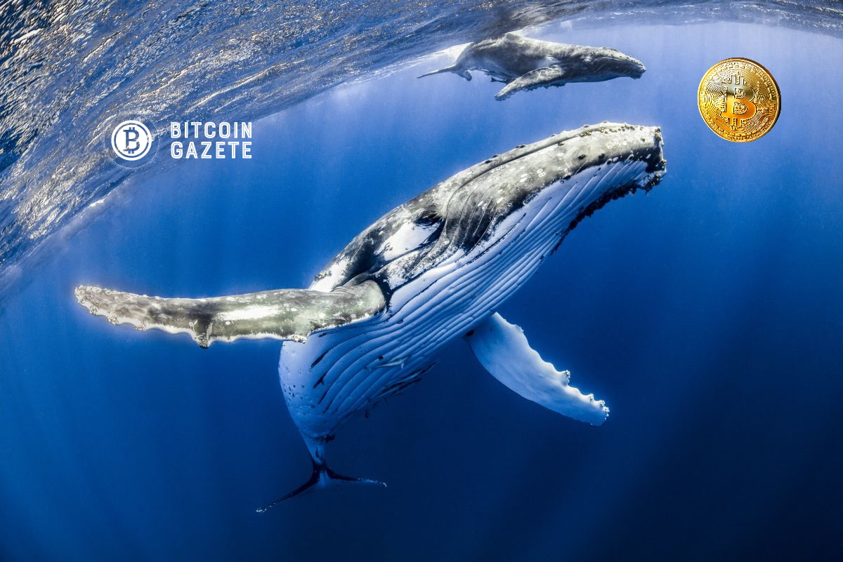 balinaların bitcoin btc