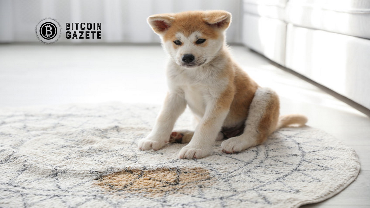 Adorable akita inu puppy near puddle on rug at home